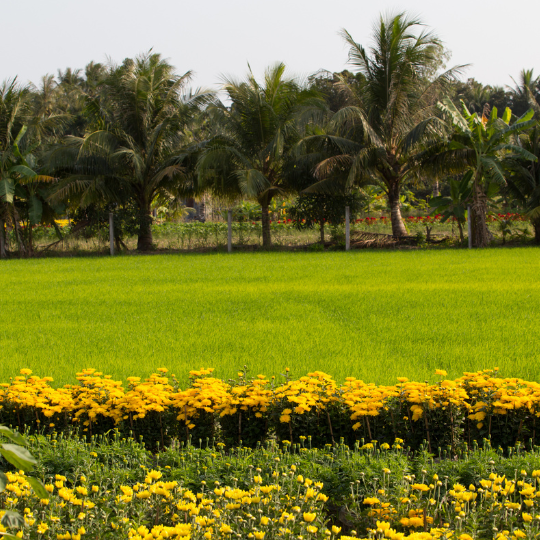 Sỉ Cơm Cháy Chà Bông Cần Thơ, Tiền Giang – Thuận Khánh