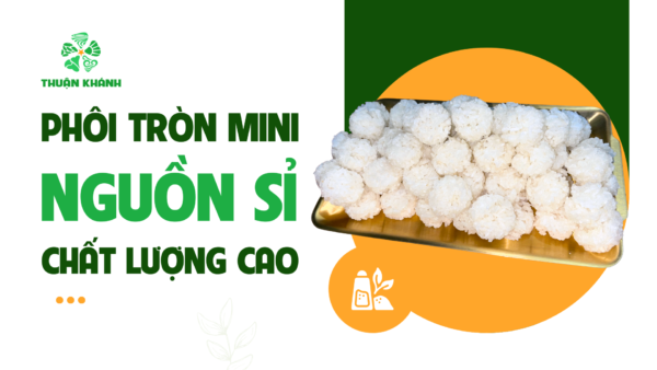 Phôi Tròn Mini – Nguồn Sỉ Chất Lượng Cao