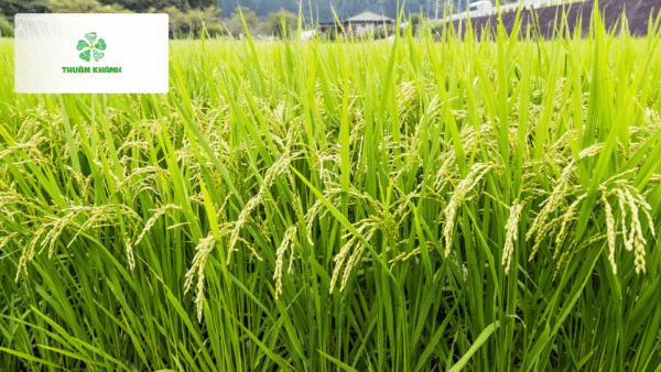 So sánh gạo Nhật và gạo Việt Nam: Khác biệt từ hạt gạo đến bát cơm