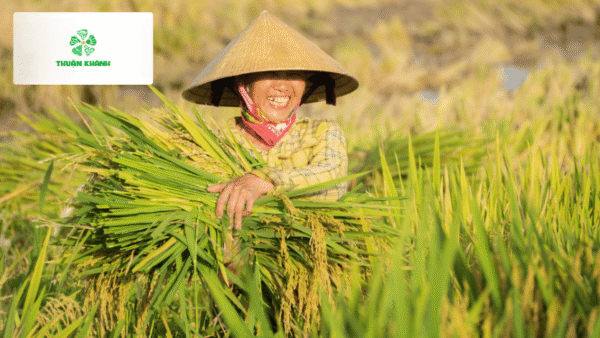 So sánh cơm Nhật và Việt Nam: 7 điểm khác biệt thú vị trong văn hóa ẩm thực