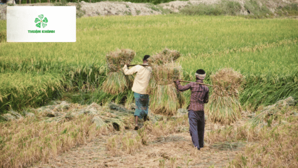 So sánh gạo Nhật và gạo Việt Nam: Khác biệt từ hạt gạo đến bát cơm