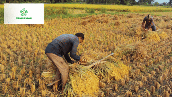 So sánh gạo Nhật và gạo Việt Nam: Khác biệt từ hạt gạo đến bát cơm